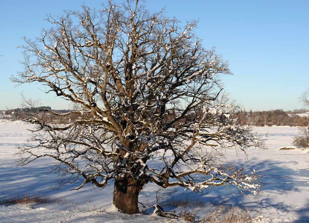 ALTE EICHE INSEL WÖRTH STAFFELSEE