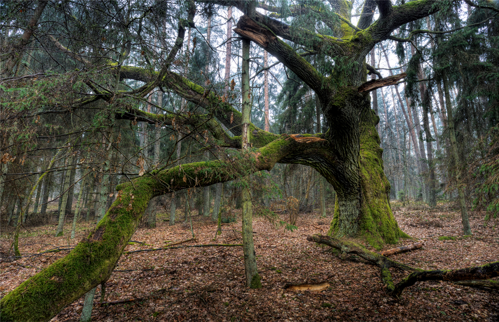 Alte Eiche, Masuren