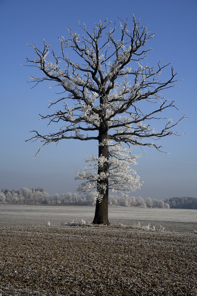 Alte Eiche mit Rauhreif