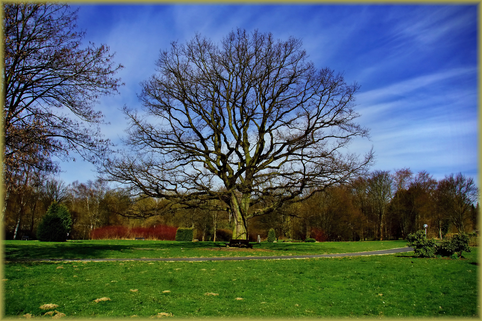 Alte Eiche unter frühlingshaftem Himmel