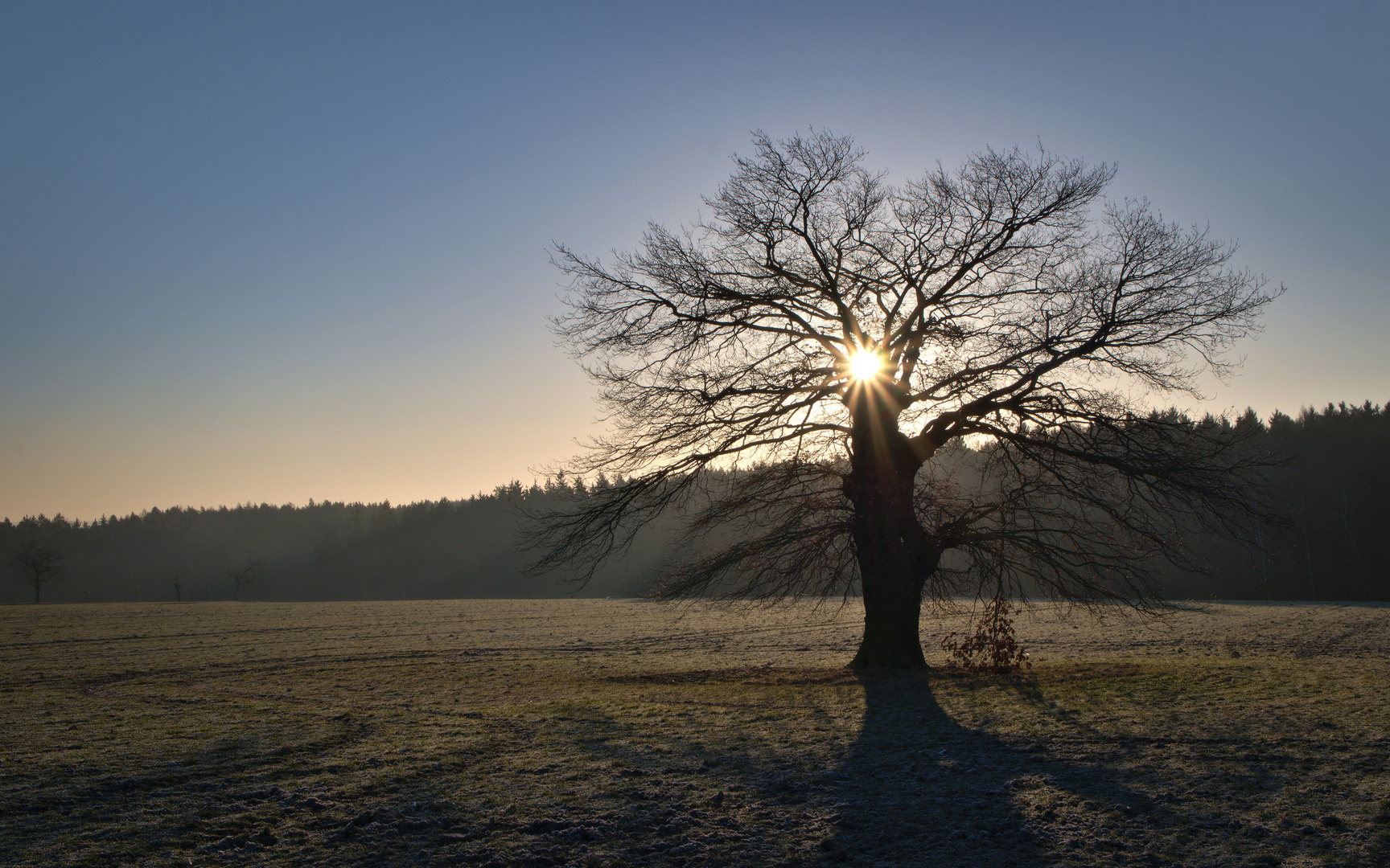 Alte Eiche zu Sonnenaufgang