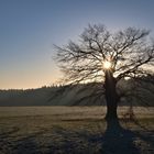 Alte Eiche zu Sonnenaufgang