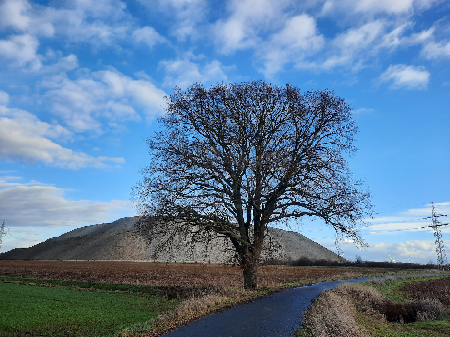 Alte Eiche zwischen Köthenwald und Ilten !