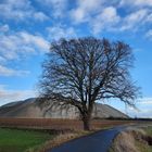 Alte Eiche zwischen Köthenwald und Ilten !