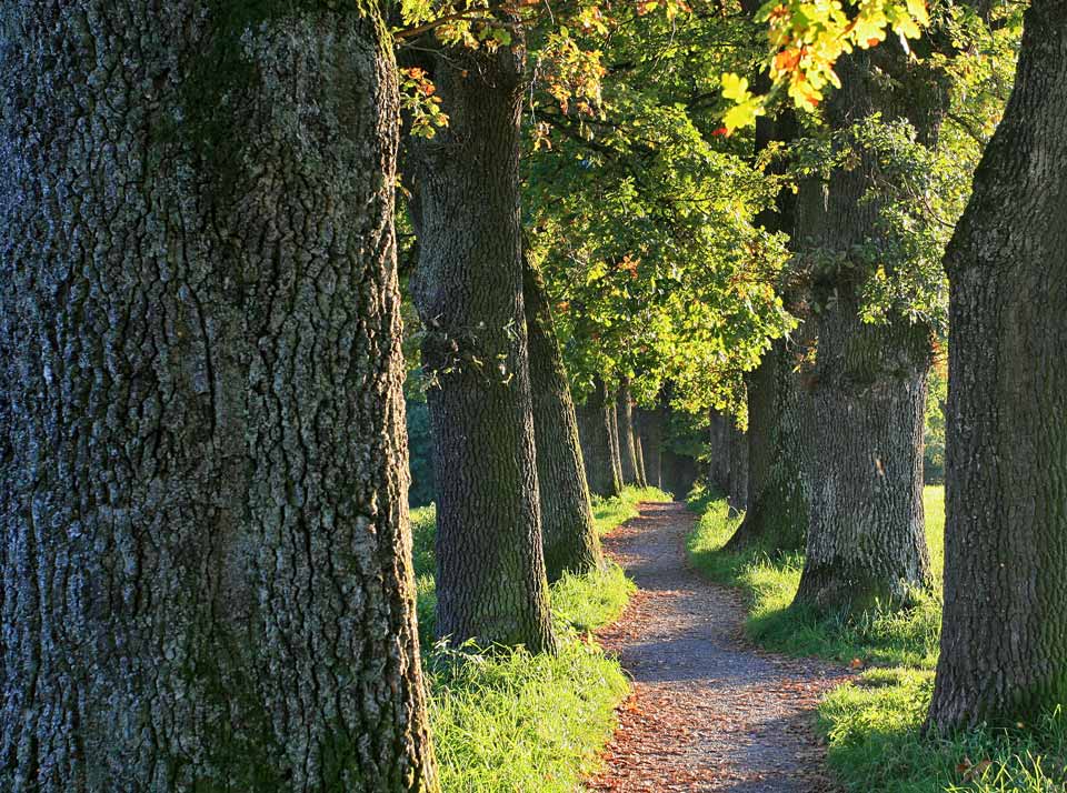 ALTE EICHENALLEE BEI MURNAU