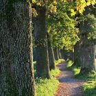 ALTE EICHENALLEE BEI MURNAU