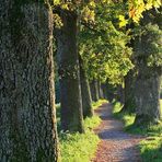 ALTE EICHENALLEE BEI MURNAU