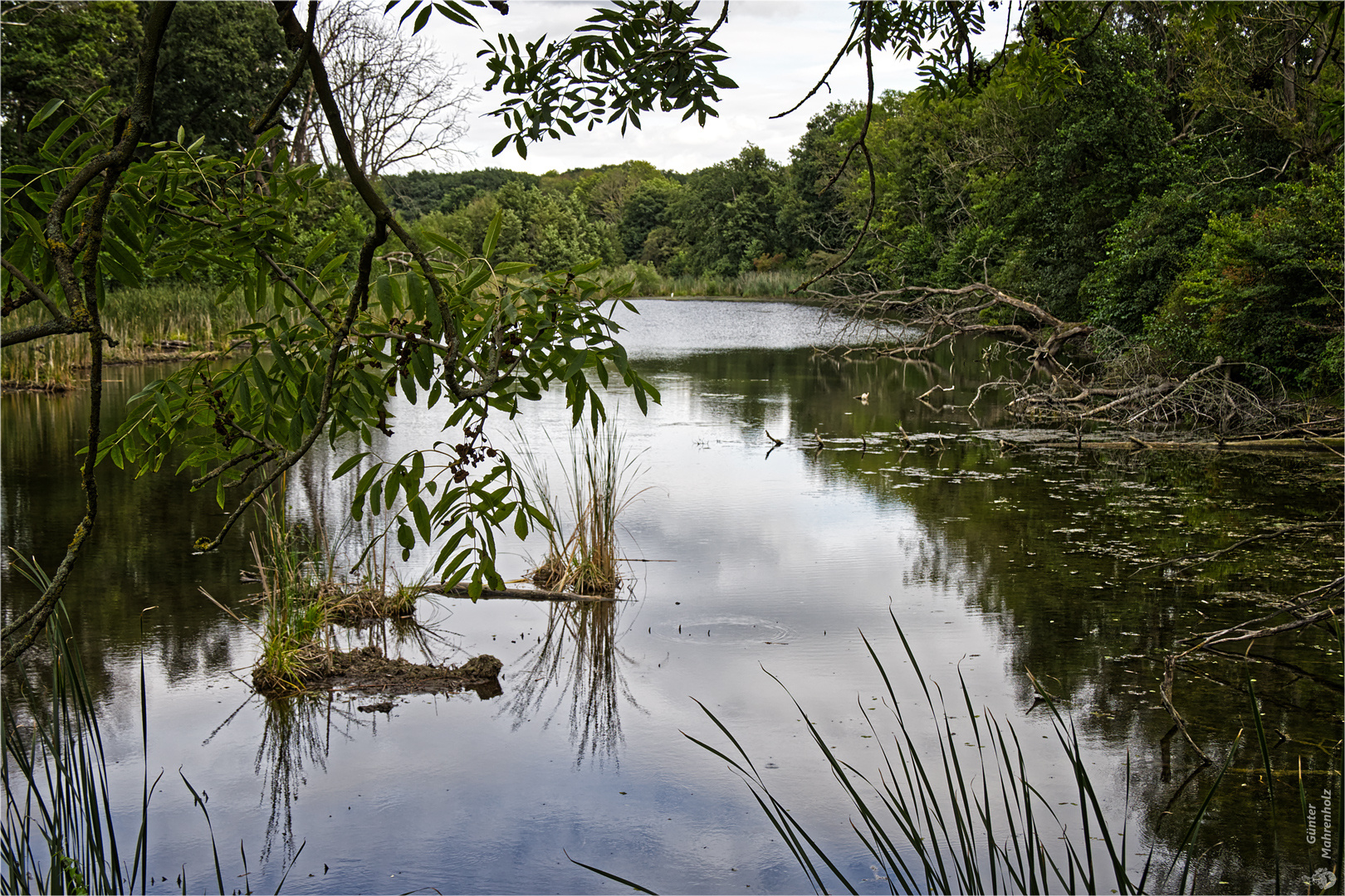 Alte Elbe bei Pechau