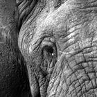 Alte Elefantendame, Südafrika