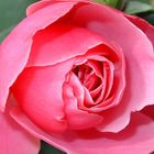 Alte englische Rose