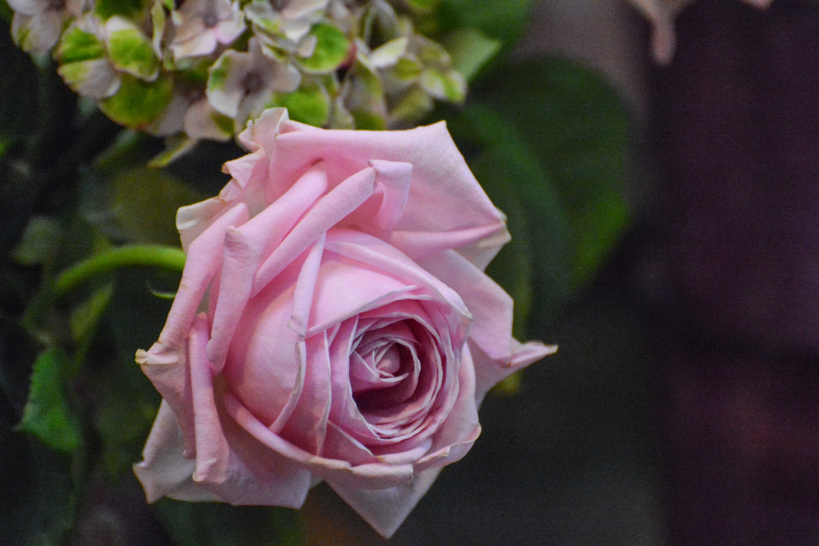 Alte englische Rose in einem Frankfurter Blumenladen