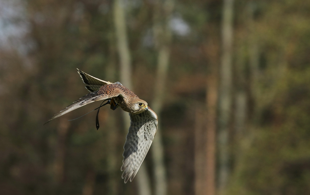 Alte Fasanerie Flugstudie #1