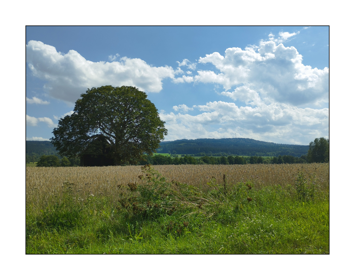 Alte Feldkastanie