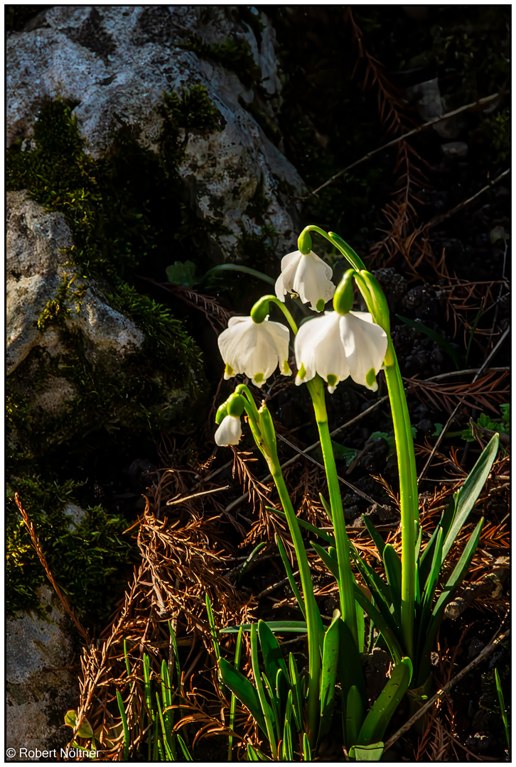 Alte Fotos - neu bearbeitet 04