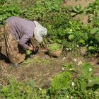 Alte Frau sammelt Kräuter und Wurzel