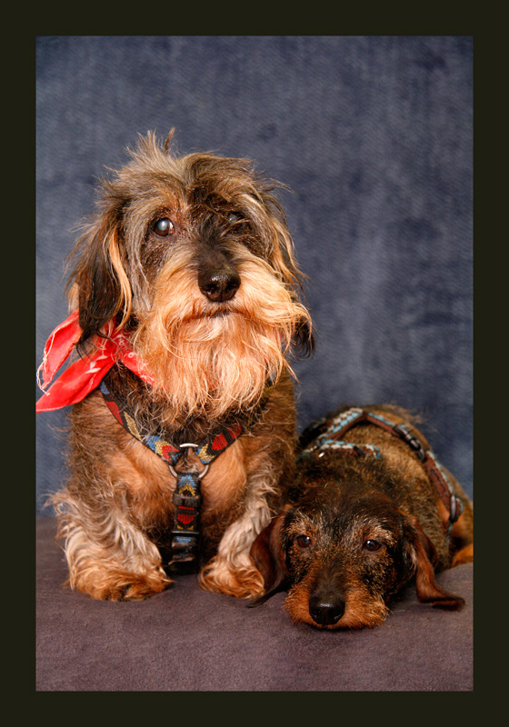 alte Freunde 2 Foto &amp; Bild tiere, haustiere, hunde Bilder auf