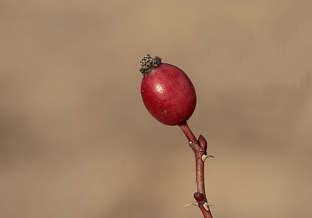 Alte Frucht und neue Sprossen