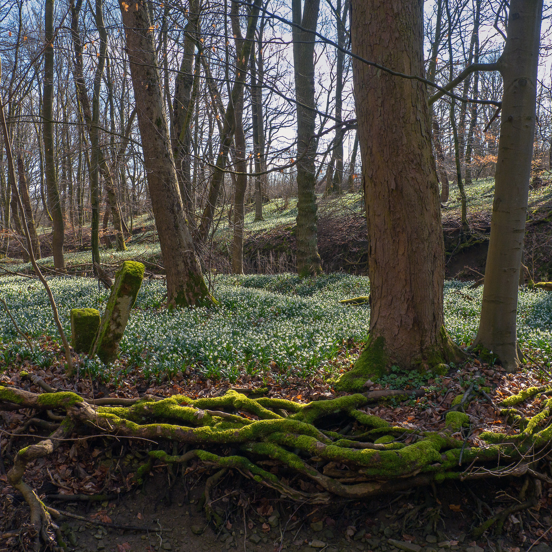 Alte Grenzsteine im Nationalpark Hainich