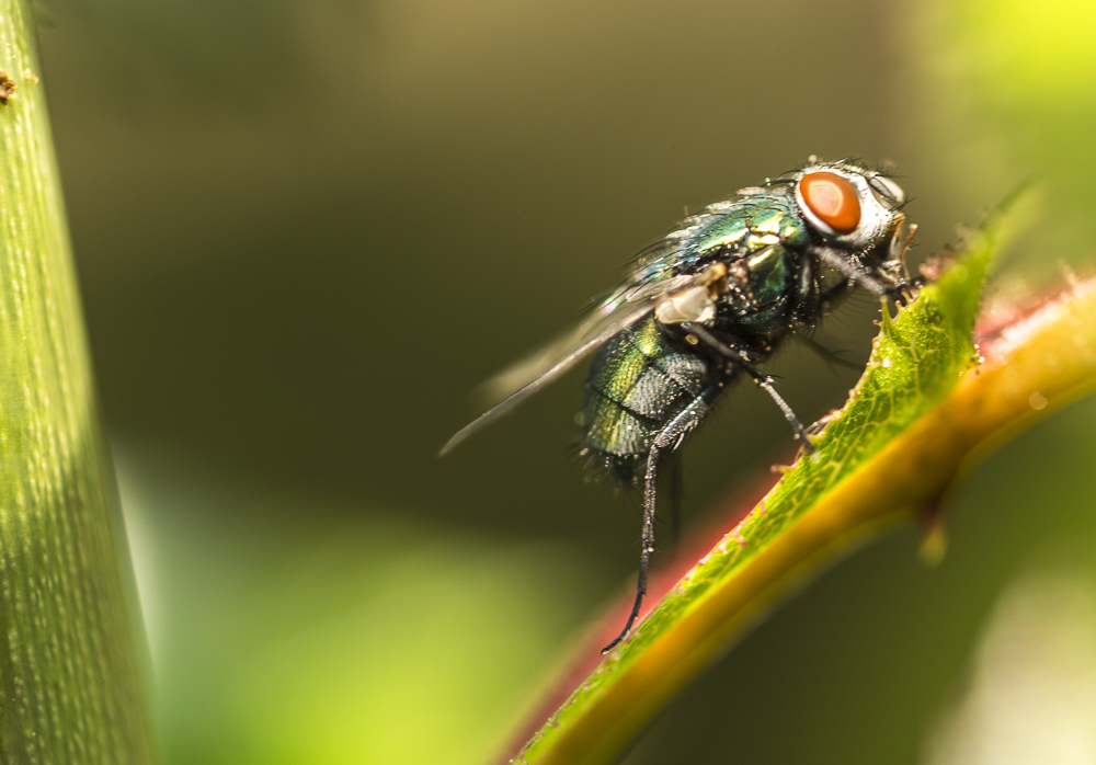 alte (grüne) Schmeisfliege