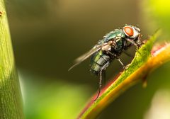 alte (grüne) Schmeisfliege