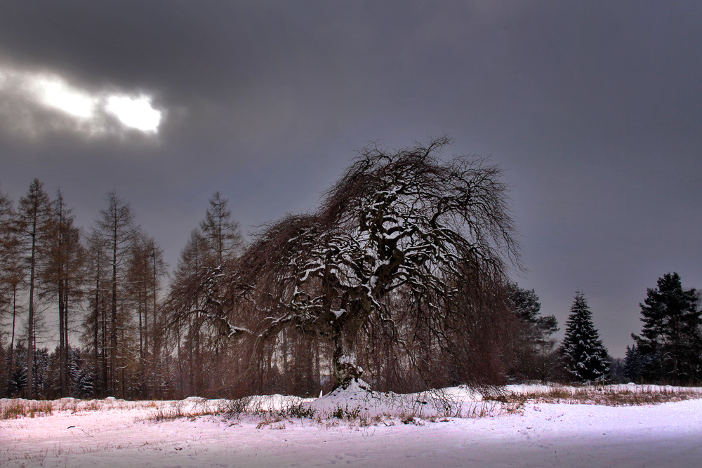 Alte Hängebuche bei Blankenheim