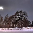 Alte Hängebuche bei Blankenheim