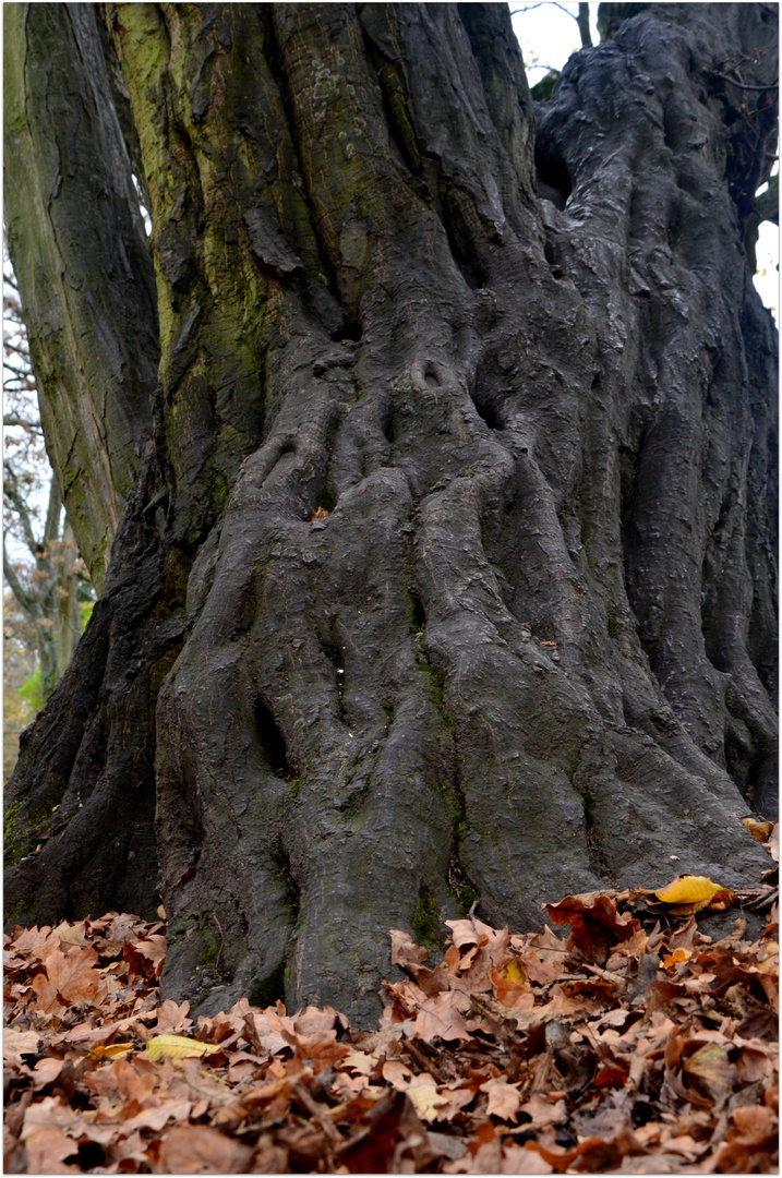 Alte Hainbuche