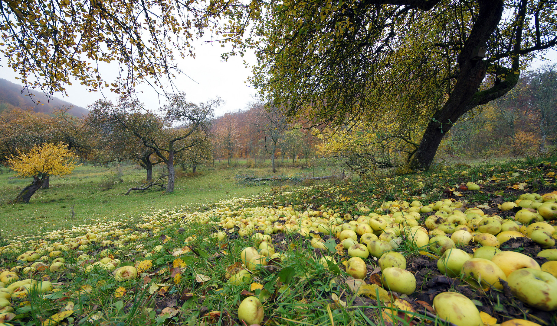 Alte Hochstämme im Bergwinkel