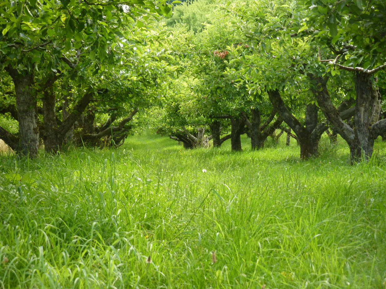 Alte Hohenloher Streuobstwiese am späten Nachmittag