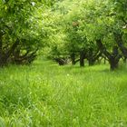 Alte Hohenloher Streuobstwiese am späten Nachmittag