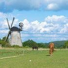 Alte Holländer-Windmühle in Benz auf Usedom.