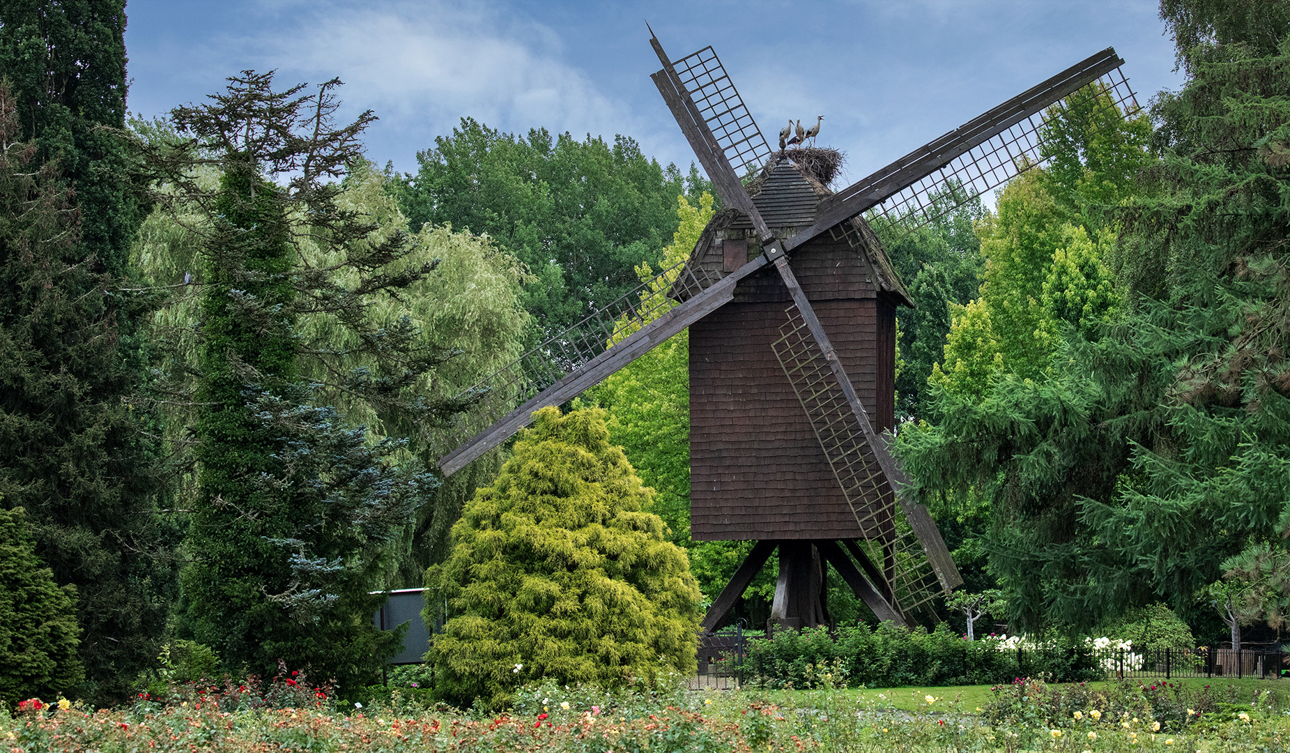 Alte Holländische-Bockwindmühle 001