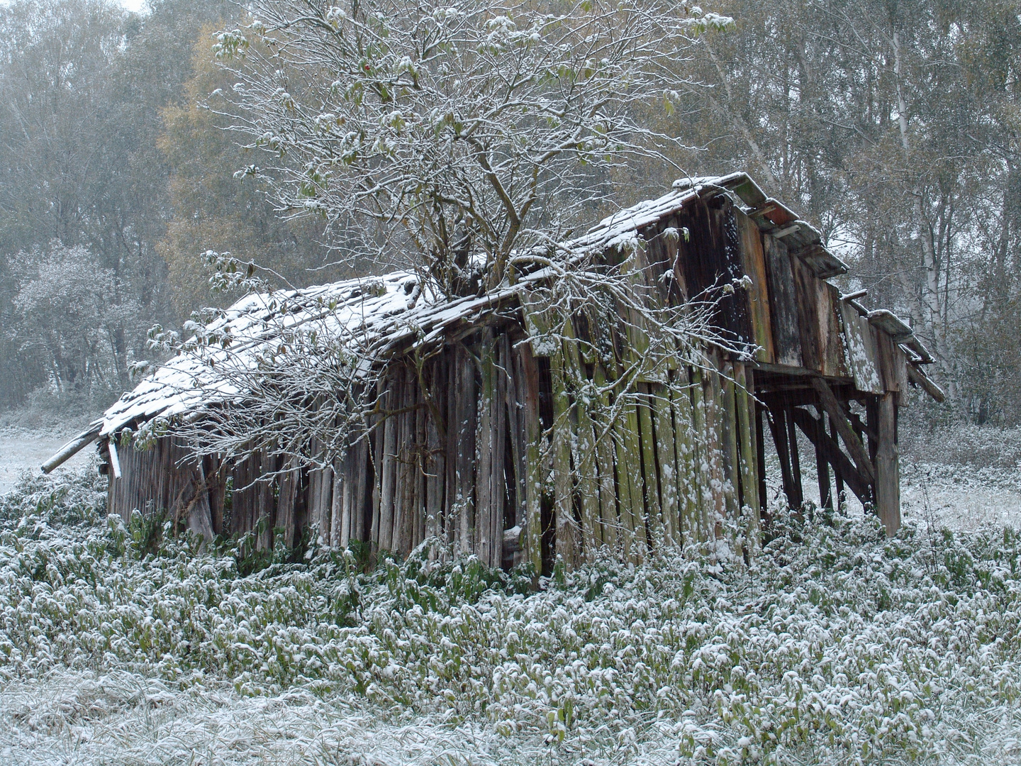 Alte Hütte im Ried