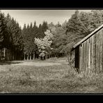 Alte Hütte im Wald