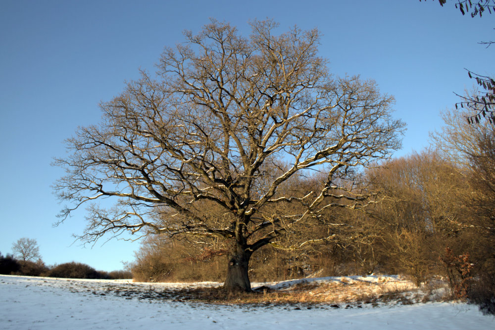 Alte Hutebuche