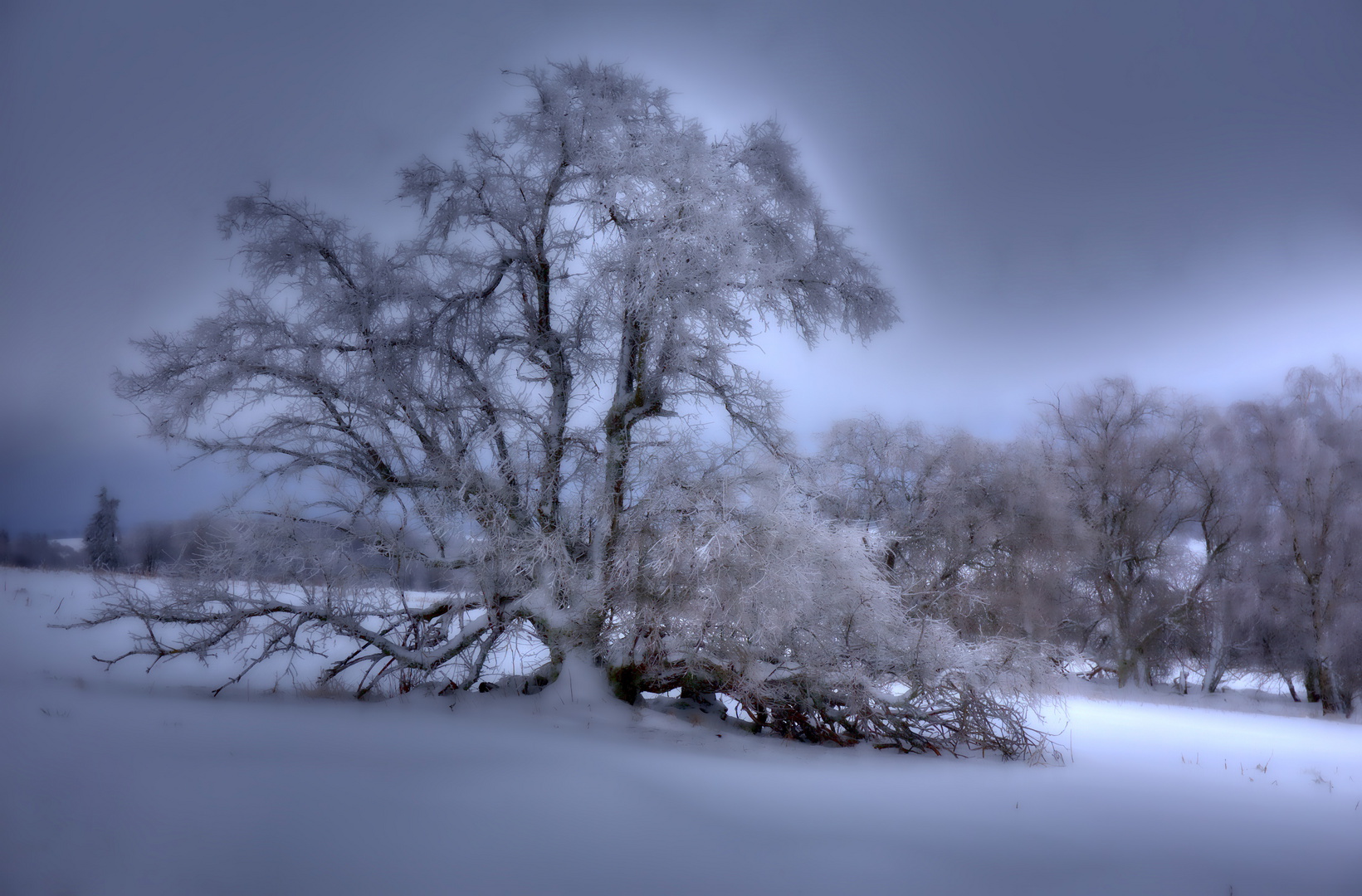 alte Hutebuche in Schneelandschaft_Rhön Januar 2015 (2)