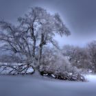 alte Hutebuche in Schneelandschaft_Rhön Januar 2015 (2)