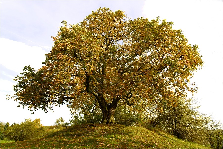 Alte Kastanie