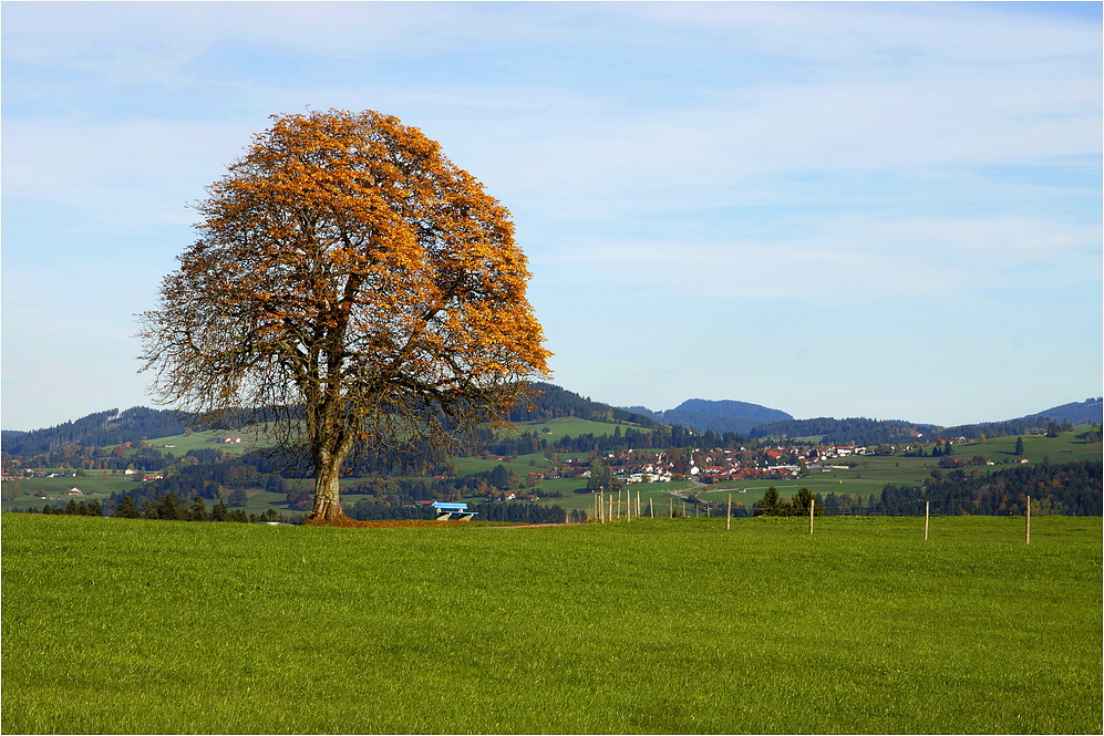 Alte Kastanie