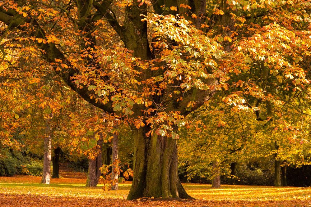 Alte Kastanie im Herbst Foto & Bild jahreszeiten, herbst, natur