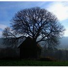 Alte Kastanie im Winterkleid