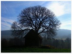 Alte Kastanie im Winterkleid