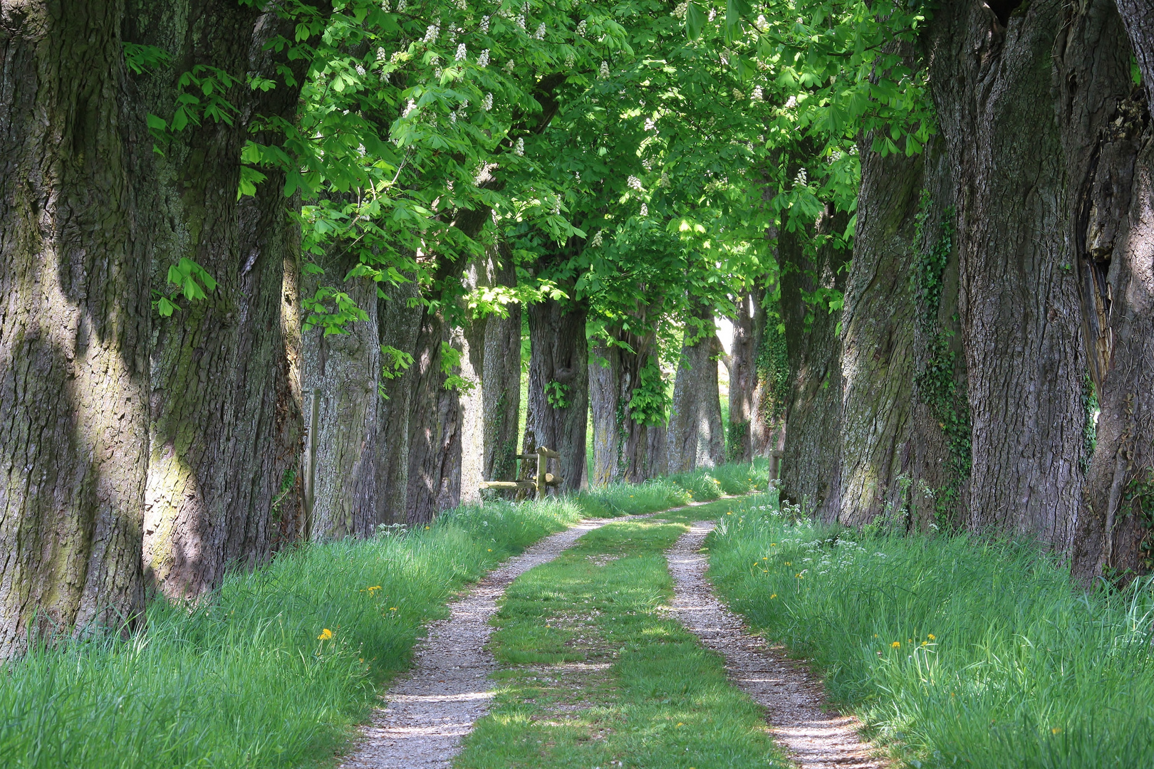 Alte Kastanienallee im Frühling