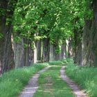 Alte Kastanienallee im Frühling