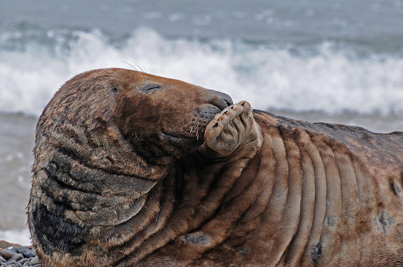 Alte Kegelrobbe genießt das gute Wetter auf Helgoland