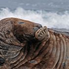 Alte Kegelrobbe genießt das gute Wetter auf Helgoland