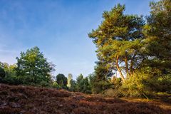 Alte Kiefern und Wacholder