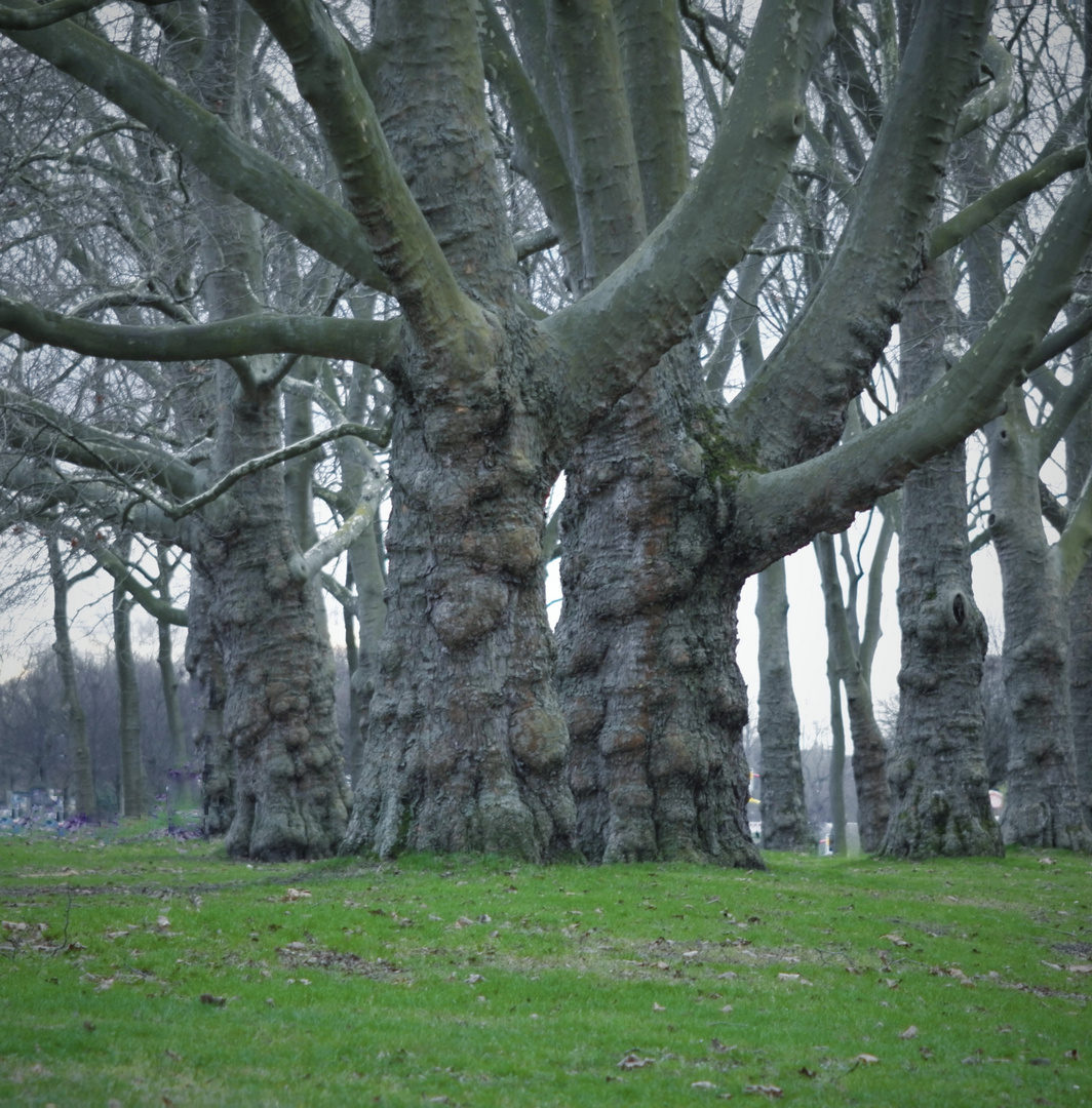 Alte Knubbel - Platanen / Stadtpark Grüngürtel (Big Trees)