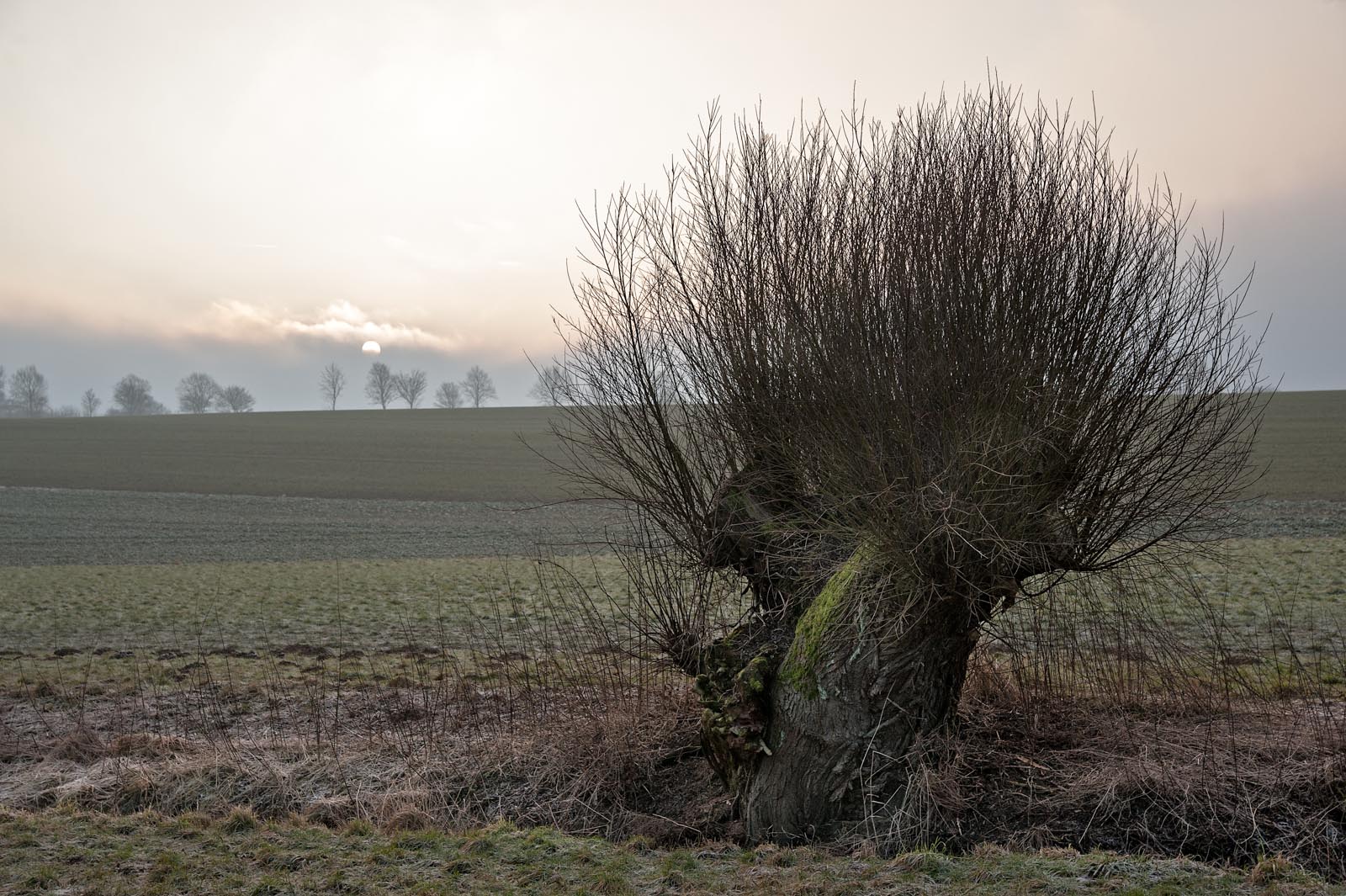 Alte Kopfweide