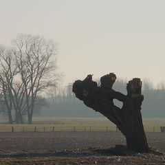 Alte Kopfweide